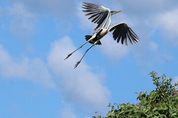 Amazing colorful beautiful bird from  Pantanal, the brazilian rain forest