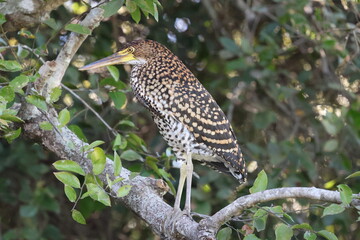Amazing colorful beautiful bird from  Pantanal, the brazilian rain forest
