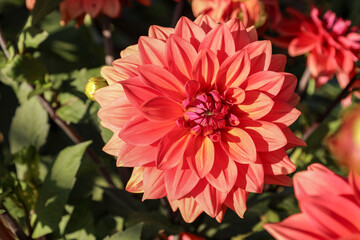 A decorative dahlia of red color with a yellow tint blooms on a summer day