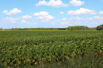 a field of ripening sunflowers under an unusual blue sky with fluffy clouds