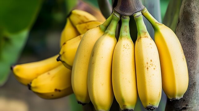 Ripe yellow bananas hanging on a tree branch with green foliage background - Powered by Adobe