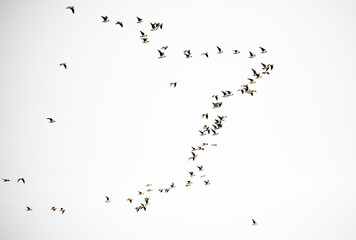Flock of flying birds on white background isolated. Large flock of wild birds.