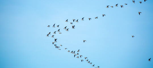 A flock of birds flies in the blue sky. Awakening of nature in spring, free flight. A flock of small birds in flight against a blue sky with clouds.