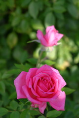 花の女王
