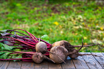 Bunch of freshly picked beets with stems on wooden table in garden, closeup. Harvest of organic vegetables