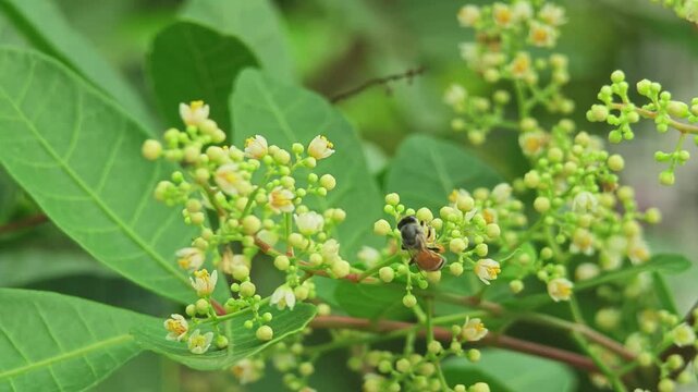 Neem flowers and butterflies