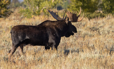 Bull Shiras Moose During the Rut in Grand Teton Naitonal Park Wyoming in Autumn