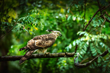 Majestic crested hawk eagle perched alertly on a mossy branch, its sharp eyes scanning the lush rainforest, wildlife conservation themes for education.