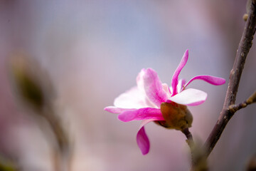 Blooming magnolia in spring. Beautiful buds of pink flowers close-up with blurred space for text.