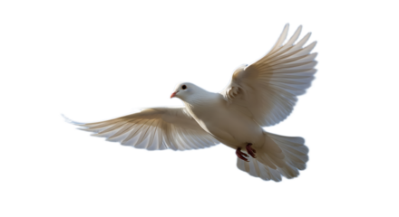 A white dove in flight with its wings spread wide against a black background in a close up shot