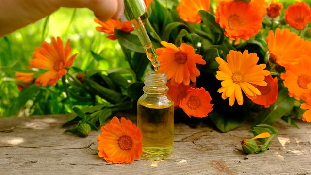 medicinal plant calendula homeopathy. Selective focus.