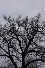 silhouette of tree