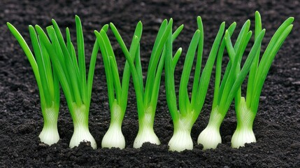 Vibrant onion seedlings thriving in rich soil display a captivating symphony of growth and life in the garden