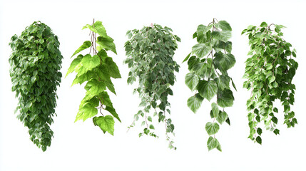 Variety of hanging green plants in a row, each exhibiting unique foliage