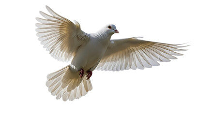 Obraz premium A white dove with wings spread wide in flight against a dark background showing feathers clearly
