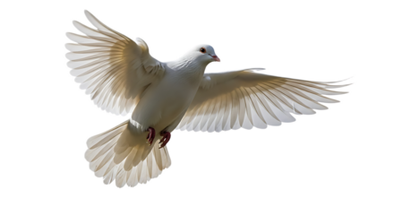 A white dove with wings spread wide in flight against a dark background showing feathers clearly