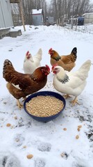 Chickens gathering around a bowl of grain on a snowy winter farm, enjoying a meal amidst the frosty landscape