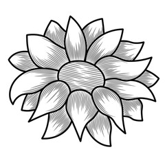 Hand drawn sunflower line art with detailed hatching. Blooming sunflower illustration. Detailed botanical sketch, ink drawing for print, coloring page, tatto, digital floral design.