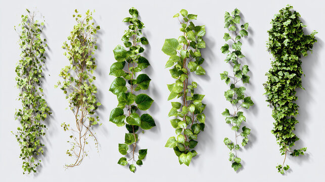 A collection of vibrant green vines, showcasing various stages of growth and texture. Each vine has a unique arrangement of leaves