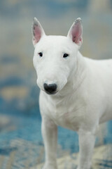 Fototapeta premium Miniature bull terrier staring at the camera