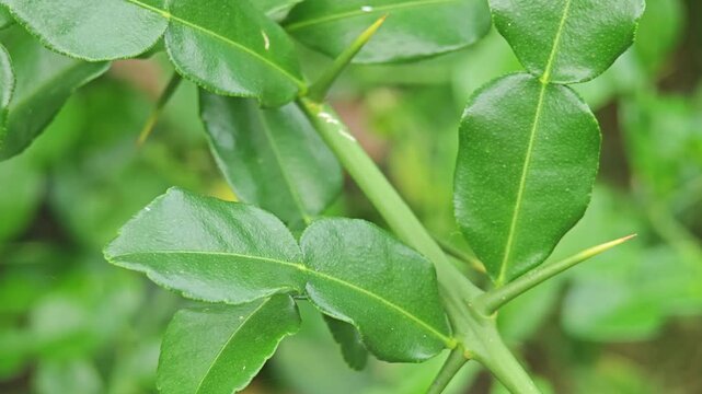 Kaffir lime leaves
