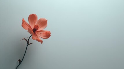 Fototapeta premium Delicate Pink Flower with Soft Petals Against a Minimalist Background for Aesthetic and Nature Photography