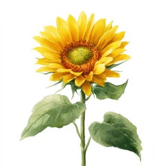 Fototapeta premium A bright and cheerful watercolor illustration of a single sunflower. Detailed botanical art, isolated on a white background. Represents summer, happiness, and optimism.