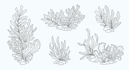 Set of black and white line art illustrations of various underwater seaweed and algae species in a detailed botanical style.