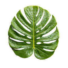 Monstera leaf with water droplets on white background