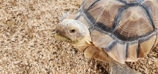 A juvenile Sulcata tortoise, with yellow body, walks in wooden pen. The African spurred tortoise is the third largest land tortoise in the world. Centrochelys sulcata raises its head towards its owner