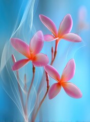 Fototapeta premium Three pink frangipani blossoms with orange centers and ethereal white accents on a blue backdrop