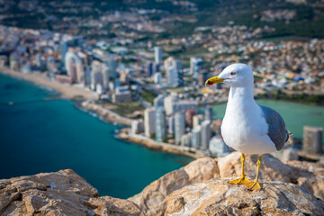 Majestic Seagull Soaring Above the Mediterranean Sea, Overlooking the Iconic Peñón de Ifach in Calpe, Spain