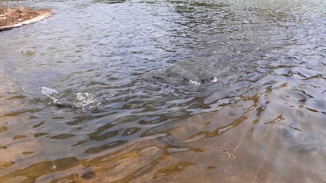 Peaceful footage of fishes swimming gracefully in the river beside the Shringeri Temple, capturing the serene atmosphere of this sacred site.