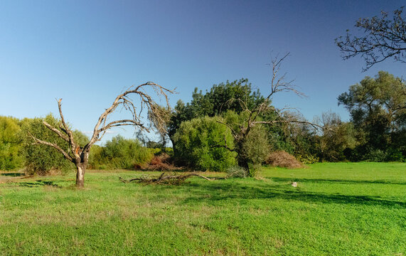 O sil&ecirc;ncio das &aacute;rvores secas numa paisagem campestre sob c&eacute;u azul outonal