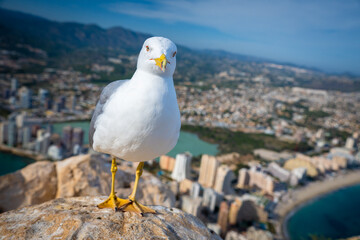 Majestic Seagull Soaring Above the Mediterranean Sea, Overlooking the Iconic Peñón de Ifach in Calpe, Spain