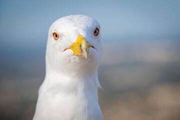 Majestic Seagull Soaring Above the Mediterranean Sea, Overlooking the Iconic Peñón de Ifach in Calpe, Spain