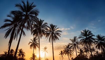 Obraz premium outline of palm trees against the sky
