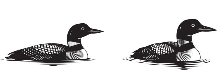 Detailed black and white drawing of a loon bird floating on calm water, vintage engraving wildlife illustration.