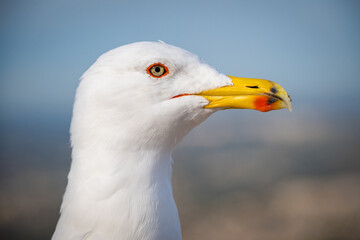 Majestic Seagull Soaring Above the Mediterranean Sea, Overlooking the Iconic Peñón de Ifach in Calpe, Spain