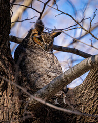 great horned owl