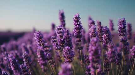 Beautiful Lavender Fields in Full Bloom Under a Clear Blue Sky Captured at Sunset in Summer with Soft Natural Light and Vibrant Colors