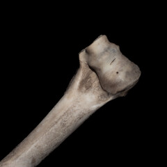 Deer skull and bones on a black background