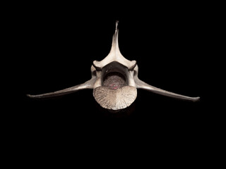 Deer skull and bones on a black background
