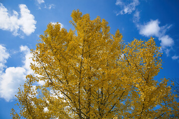 11月の真っ黄色に紅葉したイチョウの葉