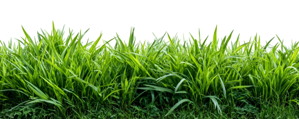 Vibrant green grass blades detailed and lush isolated on a clean white background