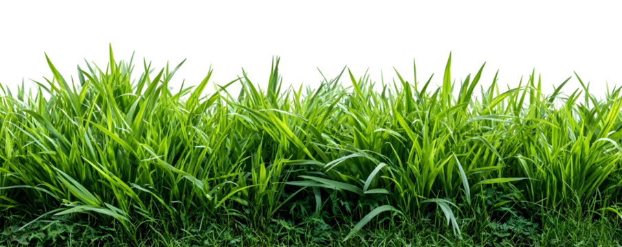Vibrant green grass blades detailed and lush isolated on a clean white background