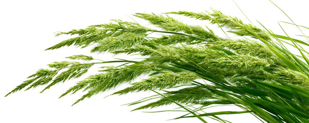 Close up of vibrant green timothy grass seed heads and slender blades against a clean white background evoking freshness and nature