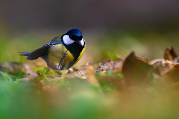 great tit parus major