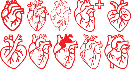 Anatomical heart icon set.Human anatomy internal organ set with brain lung intestine heart kidney liver and stomatch.Healthy Cardiovascular Organ Symbol Collection on White Background and red.