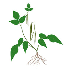 Mung bean plant with fruits and roots on white background..eps